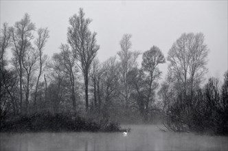 Swan on a Lake when it's Snowing and with Bare Trees in Winter