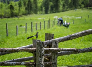 Alpine farmer working on the wooden fence