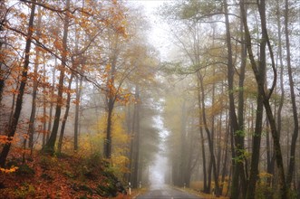 Foggy Road with Autumn Trees and Leaves in Ascona