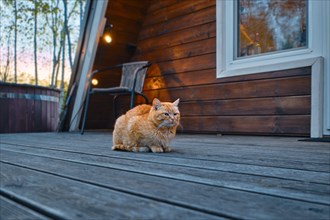 Red cat sits on wooden terrace of log cabin in the evening