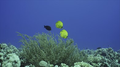Pair bright yellow Butterfly fish floats near soft corals. Couple of Golden Butterflyfish