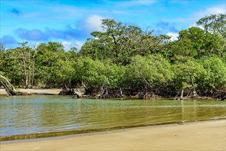 Beach and the mangrove swamp with its trees and roots sprouting from the waters where the river meets the sea in Serra Grande