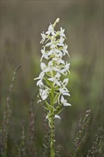 Lesser butterfly-orchid