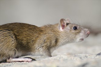 Wild Brown Rat