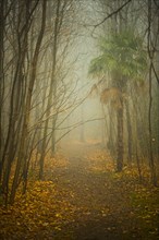 Beautiful Forest Path in Autumn with Fog in Ascona