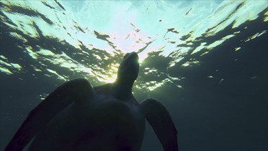 Silhouette of Green Sea Turtle