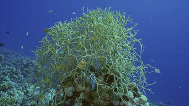Soft coral colony