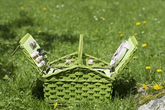 Picnic Basket on the Green Field with Grass and Flowers