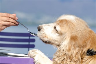 Cocker Spaniel Dog Eating From a Spoon