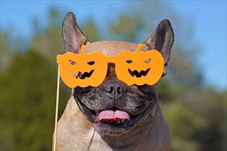 Portrait of smiling French Bulldog dog wearing orange paper photo prop glasses in the shape of orange carved pumpkins