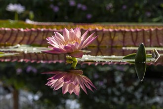 Waterlily in Kew Gardens