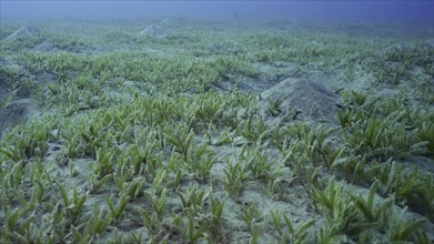 Smooth ribbon seagrass