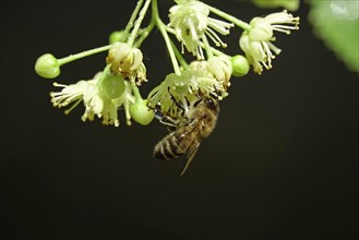 Linden tree with flowers