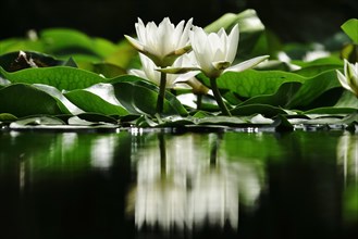 Picturesque white water lilies