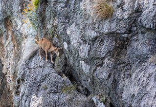 Goat climbing a rock face