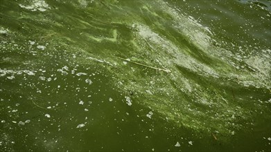 In Black Sea Blue-green algae blooms