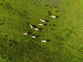 Aerial view of grazing domestic sheep