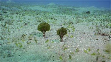 Solitary fan green seaweed