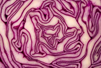 Close Up on Red Cabbage