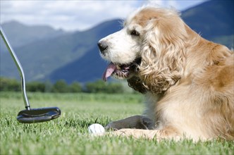Playing Golf with Your Dog in Switzerland