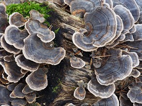Coriolus versicolor is a common polypore mushroom. Coriolus versicolor is a medicinal mushroom widely prescribed for the prophylaxis and treatment of cancer and infection in China