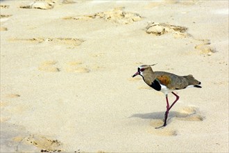 Beautiful Southern Lapwing walking on the beach over the sand in Serra Grande in Bahia