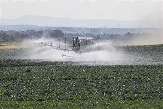 Dryness in the fields is causing problems for farmers and vegetable growers. Herb cultivation on the Filder near Filderstadt