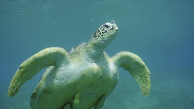 Close-up of Great Green Sea Turtle