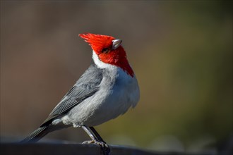 Close-up of a red-crested cardinal
