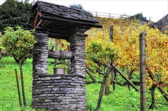 Old Water Well in Autumn close to the Wineyard
