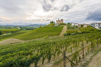 Vineyard in front of the Castello di Grinzane Cavour