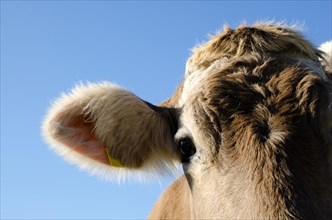 Headshot on a Cow