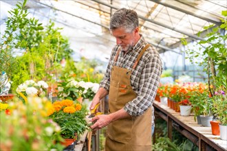Gardener working in a nursery inside the greenhouse cutting the flowers in summer