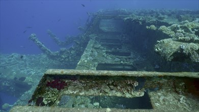Deck grown with corals of ferry Salem Express shipwreck on blue water background