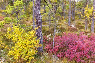 Red blueberry bushes on a bog in a pine forest with autumn colors