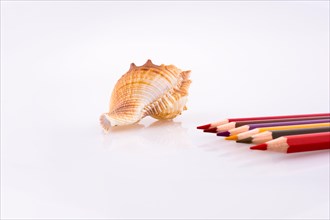 Color pencils of various colors near a sea shell on a white background