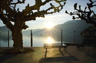 Bench on the Waterfront on an Alpine Lake Maggiore with Bare Tree and Mountain in Sunset