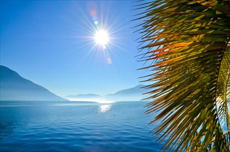 Palm Leaf on a Foggy Alpine Lake Maggiore with Mountain and Sunbeam in Switzerland