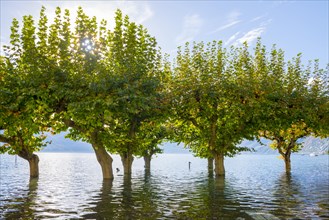 Trees in the Water in Flooding Lake Maggiore in a Sunny Day in Ascona