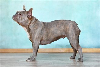 Side view of standing female lilac brindle French Bulldog dog