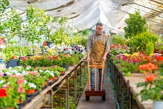 Elderly gardener working in a nursery inside the flower greenhouse with a wheelbarrow