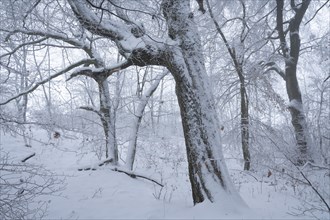 Snow-covered deciduous forest