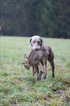 Hunting dog shorthaired Weimaraner retrieves hare