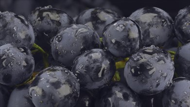 Details of fresh dark grapes with water drops
