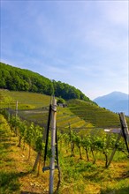 Vineyard with Mountain View and Cypress Tree in Morcote