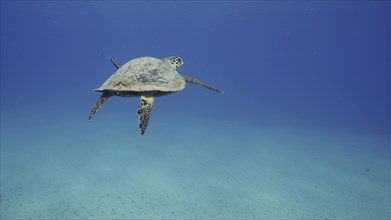 Back view of Hawksbill Sea Turtle