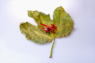 Little model airplane on a dry leaf