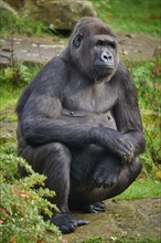 Western gorilla