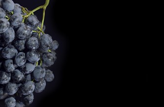 Bunch of ripe dark grape with drops of water isolated on black background