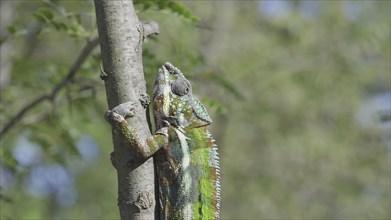 Green chameleon going up tree trunk on sunny day. Panther chameleon